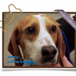 ziggy-main