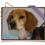 bacon-main