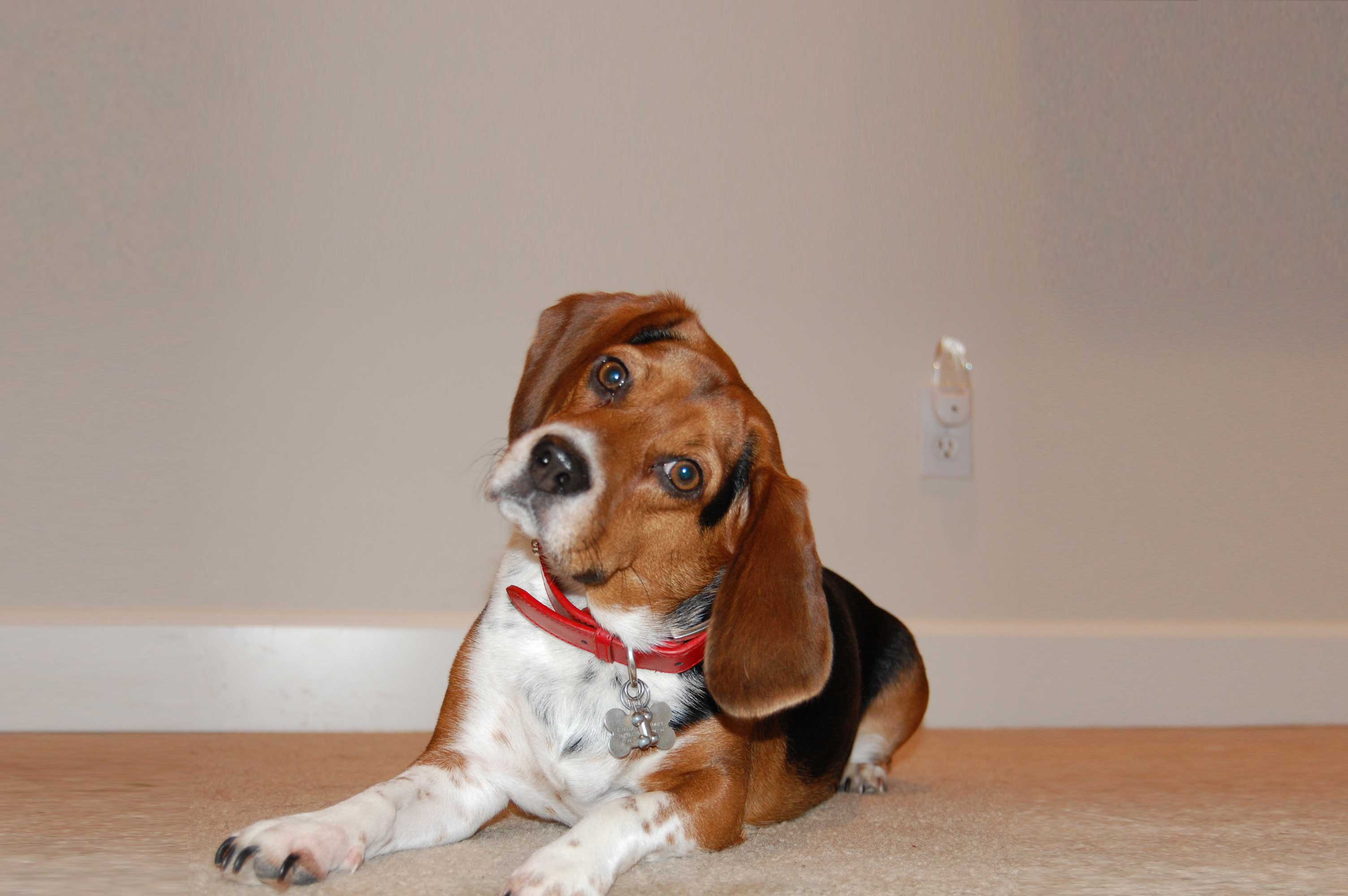 Cascade Beagle Rescue We Speak Beagle